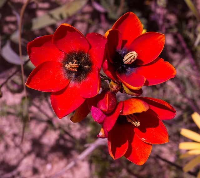 Ixia maculata