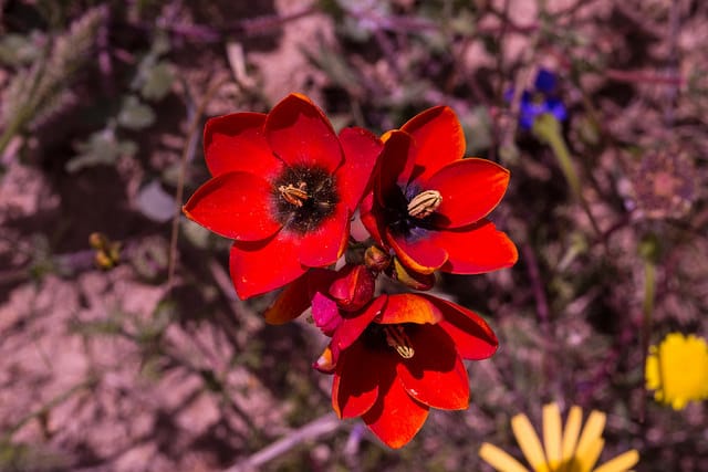Ixia maculata