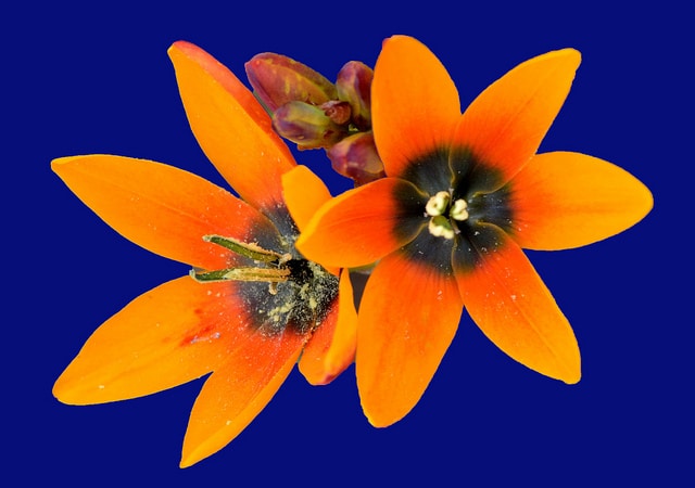 Ixia maculata