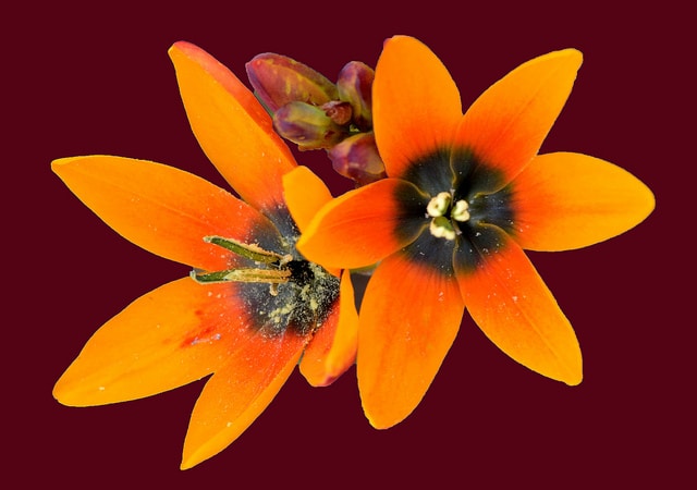Ixia maculata (Ixia maculata)