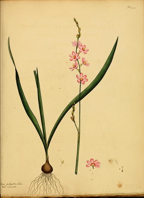 Ixia polystachya (Ixia polystachya)