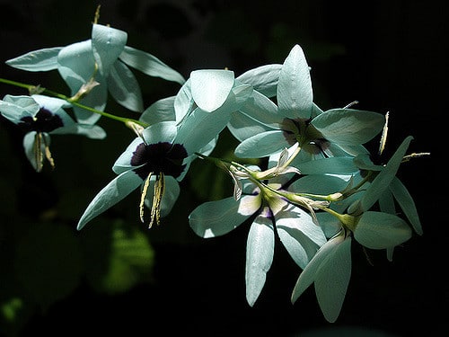 Ixia viridiflora (Ixia viridiflora)