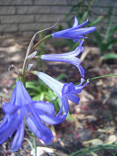 Lis de sibérie (Ixiolirion tataricum)