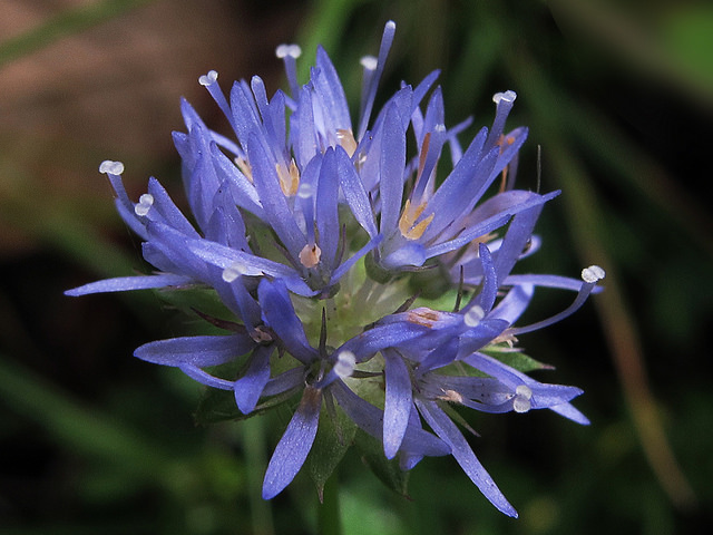 Jasione vivace