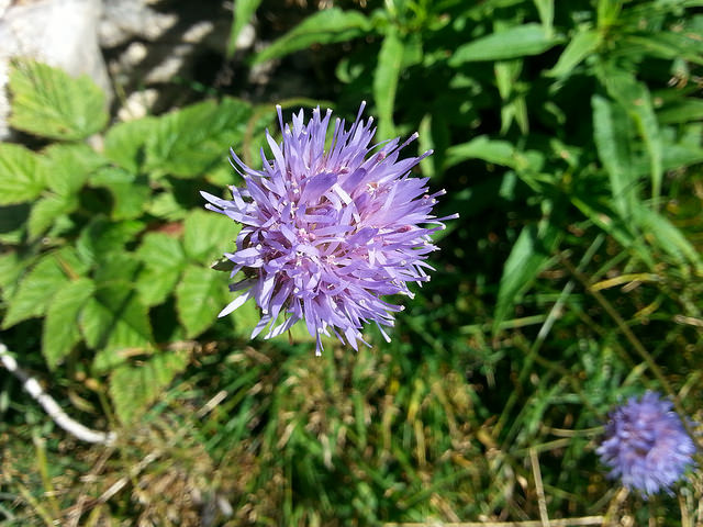 Jasione vivace