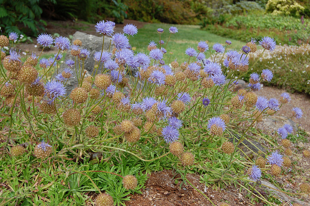 Jasione vivace