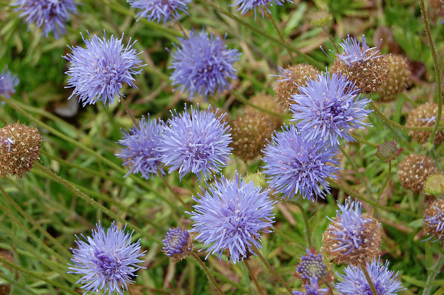 Jasione vivace