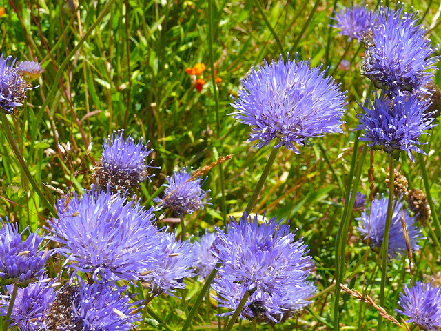 Jasione vivace