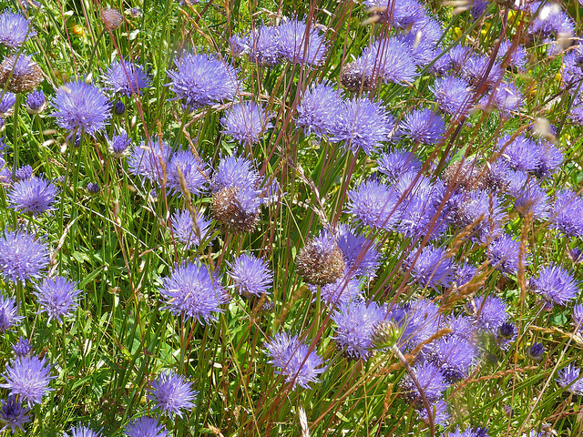 Jasione vivace (Jasione laevis)