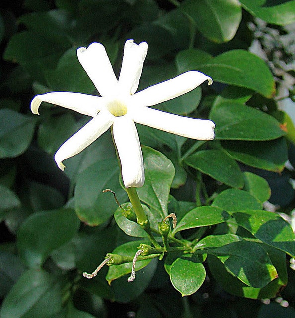 Jasminum angulare