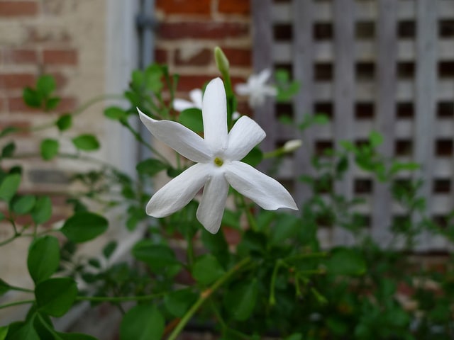 Jasminum angulare