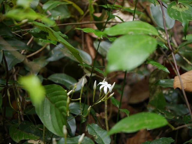 Jasmin des açores