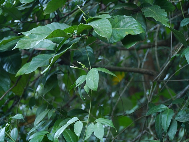 Jasmin des açores