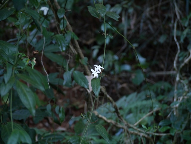 Jasmin des açores