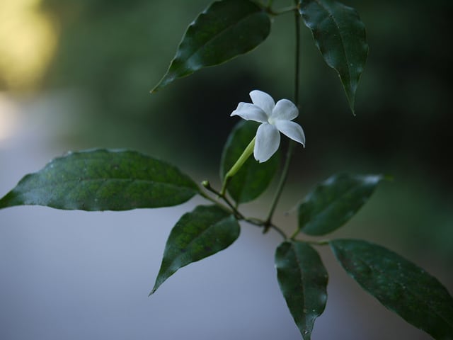 Jasmin des açores