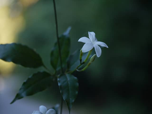 Jasmin des açores