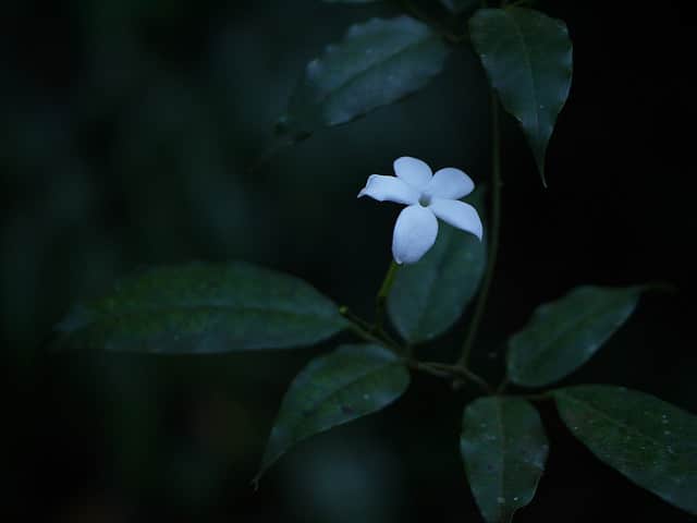 Jasmin des açores (Jasminum azoricum)
