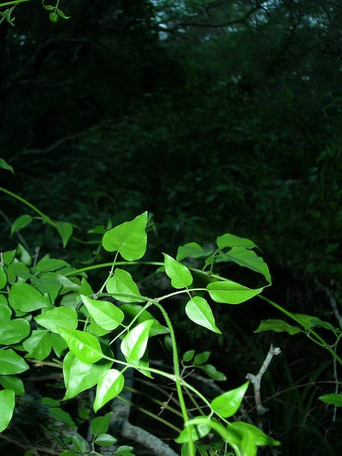 Jasminum fluminense