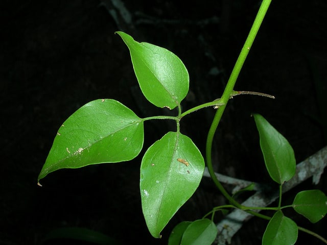 Jasminum fluminense