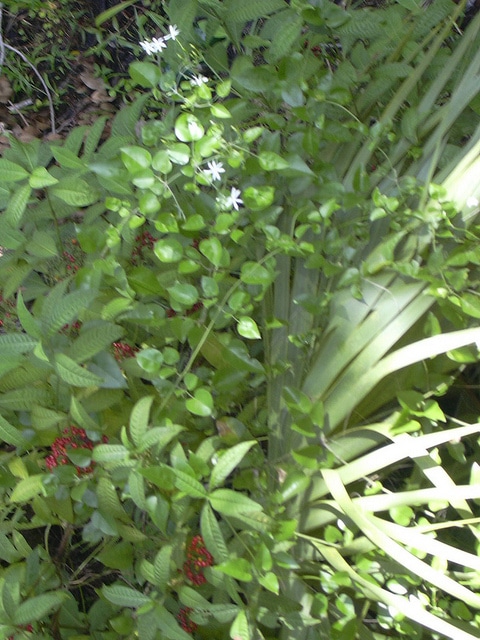 Jasminum fluminense