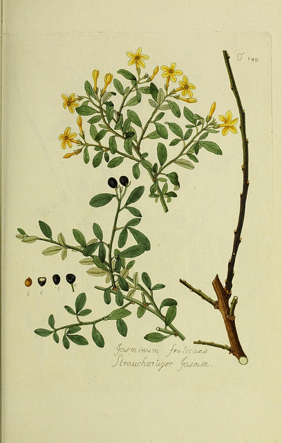 Jasmin jaune