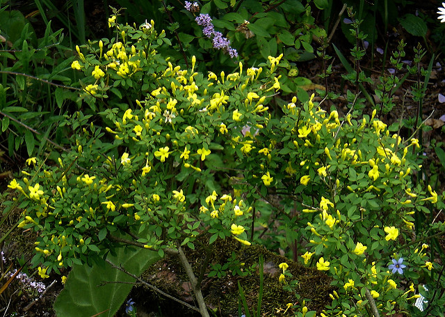 Jasmin jaune