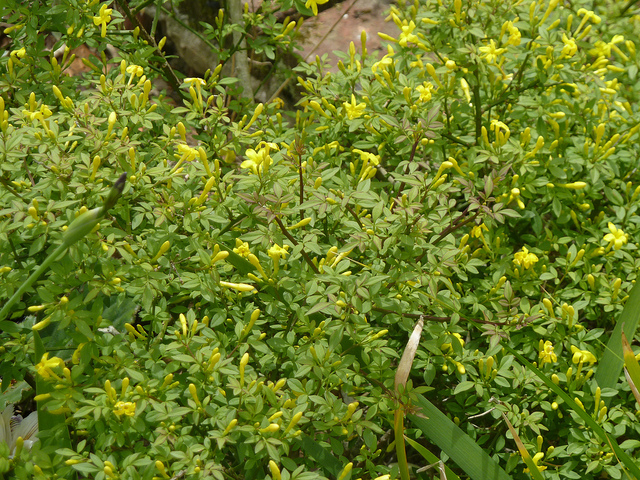 Jasmin jaune