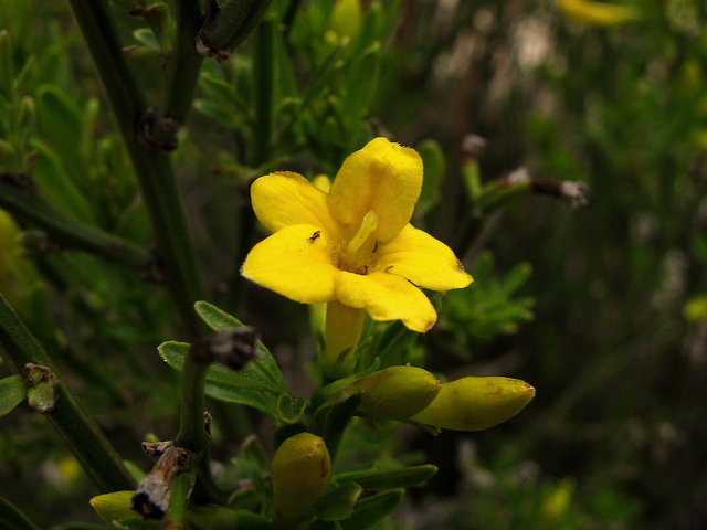 Jasmin jaune