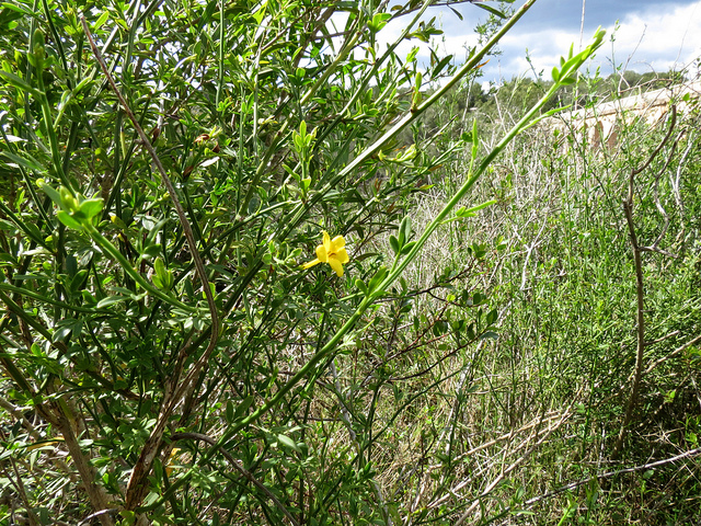 Jasmin jaune (Jasminum fruticans)