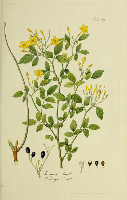 Jasminum humile