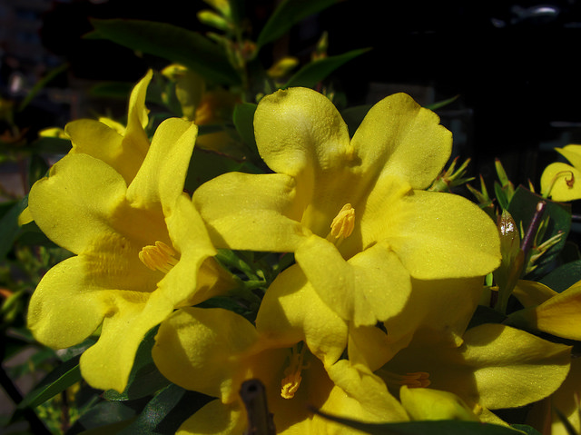 Jasminum humile