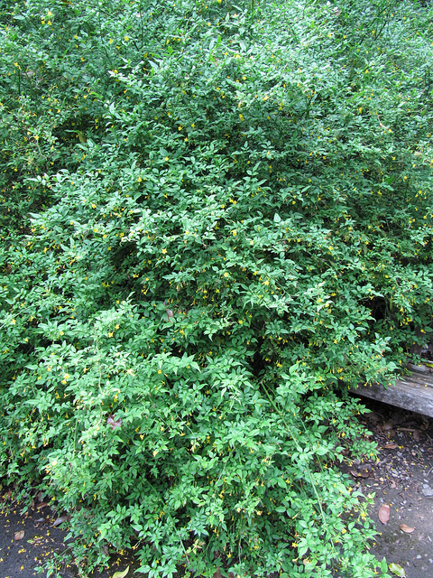 Jasminum humile