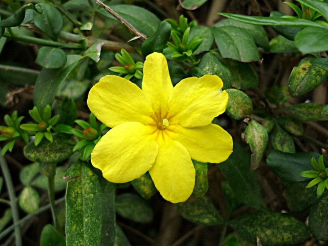 Jasmin rose (Jasminum mesnyi)