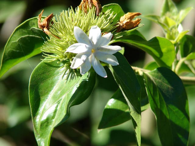 Jasmin des haies (Jasminum multiflorum)