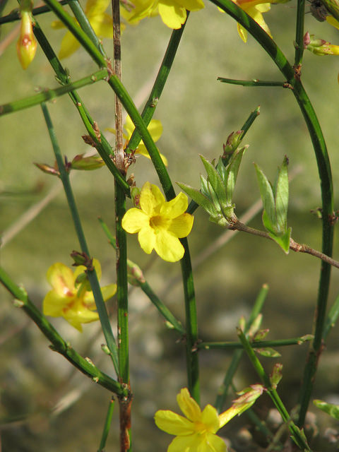 Jasminum nudiflorum