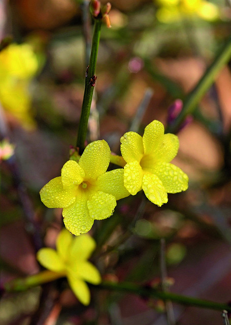Jasminum nudiflorum