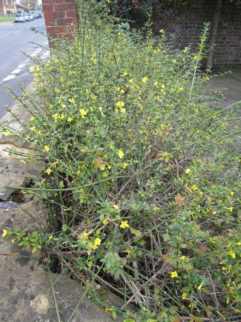 Jasminum nudiflorum
