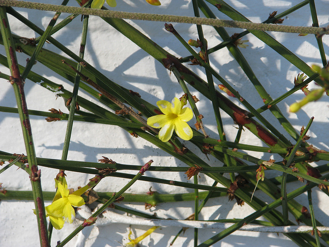 Jasminum nudiflorum