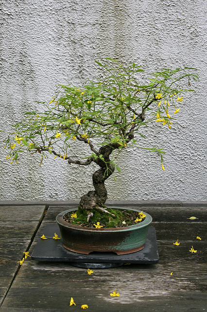 Jasmin odorant (Jasminum odoratissimum)