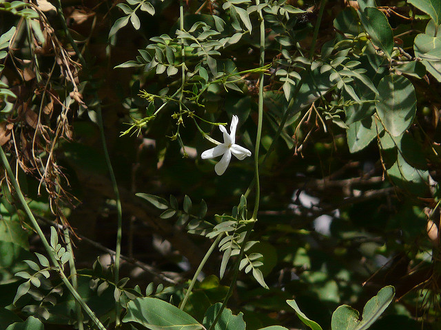 Jasmin blanc