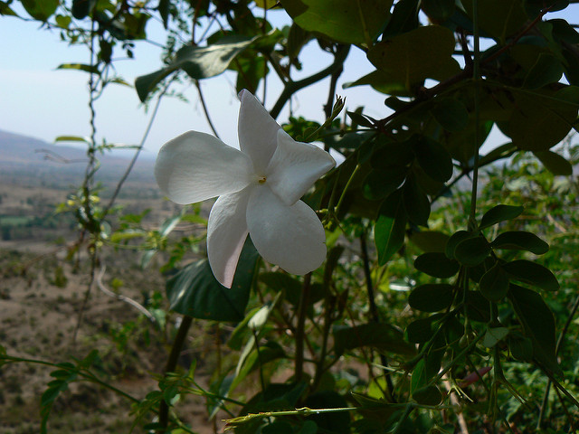 Jasmin blanc
