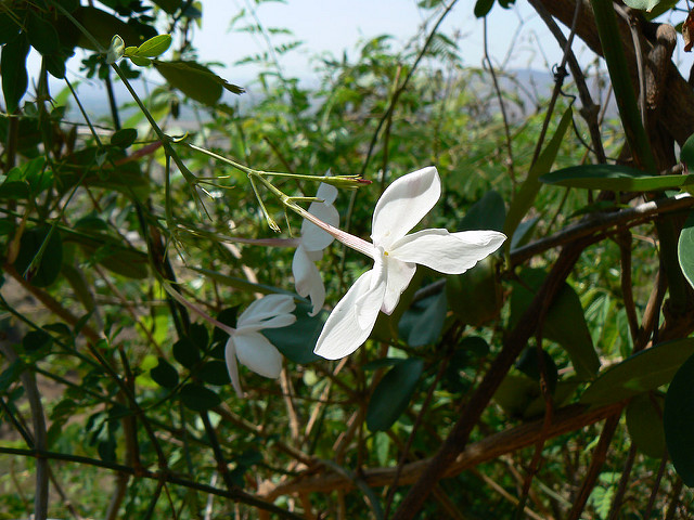 Jasmin blanc