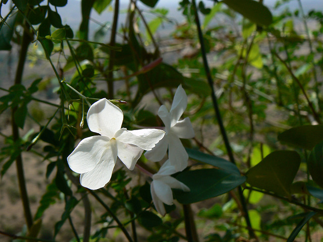 Jasmin blanc (Jasminum officinale)