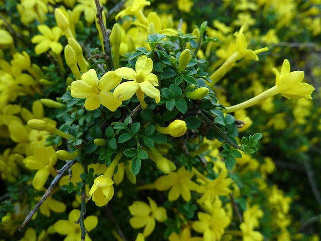 Jasminum parkeri