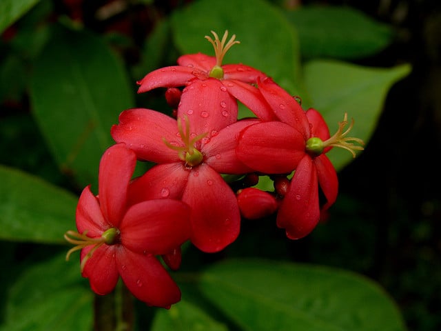 Jatropha fleur