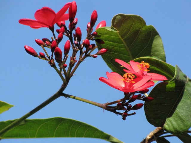 Jatropha fleur