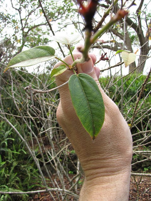 Jatropha fleur