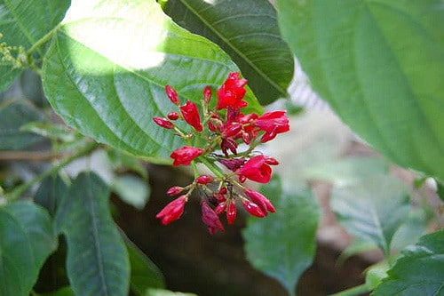 Jatropha fleur
