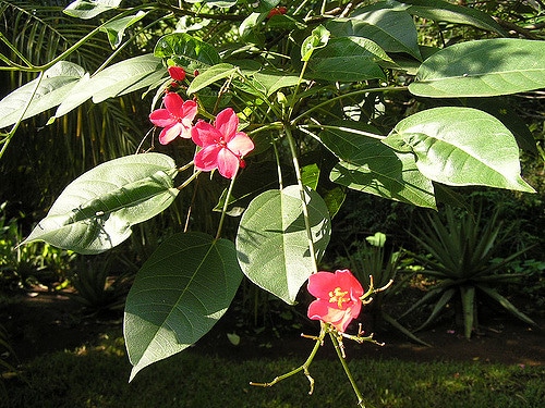 Jatropha fleur (Jatropha integerrima)