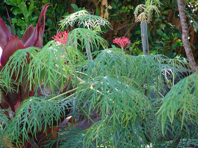 Arbre corail